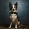 Nœud papillon pour chien