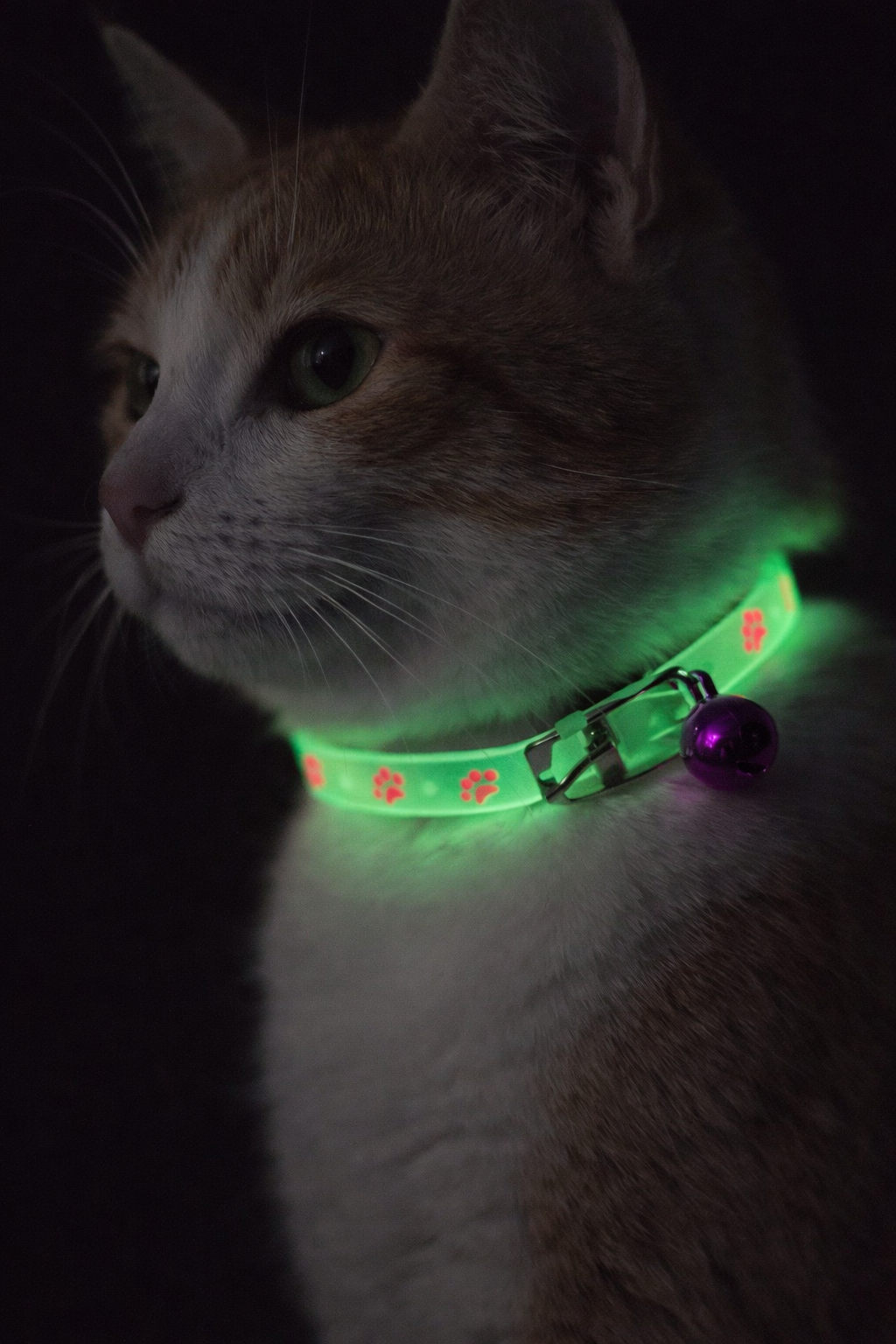 accessoires-chat