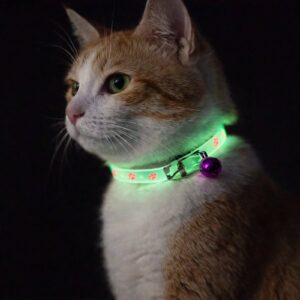 Collier fluorescent pour chat