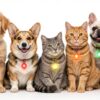 Pendentifs lumineux pour chiens et chats